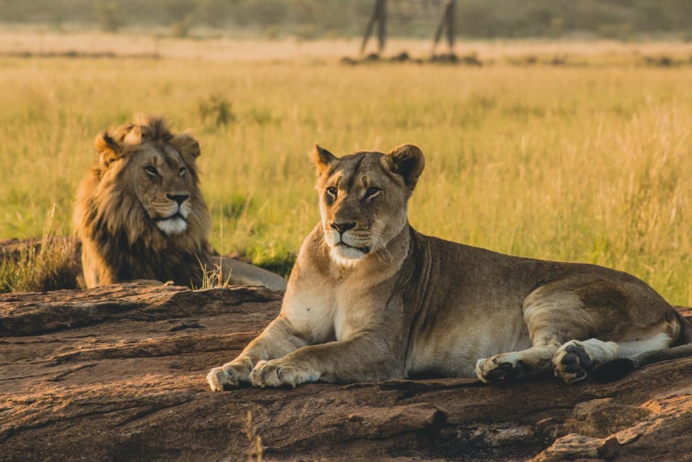 Kenya Safari Discovery — photo 5