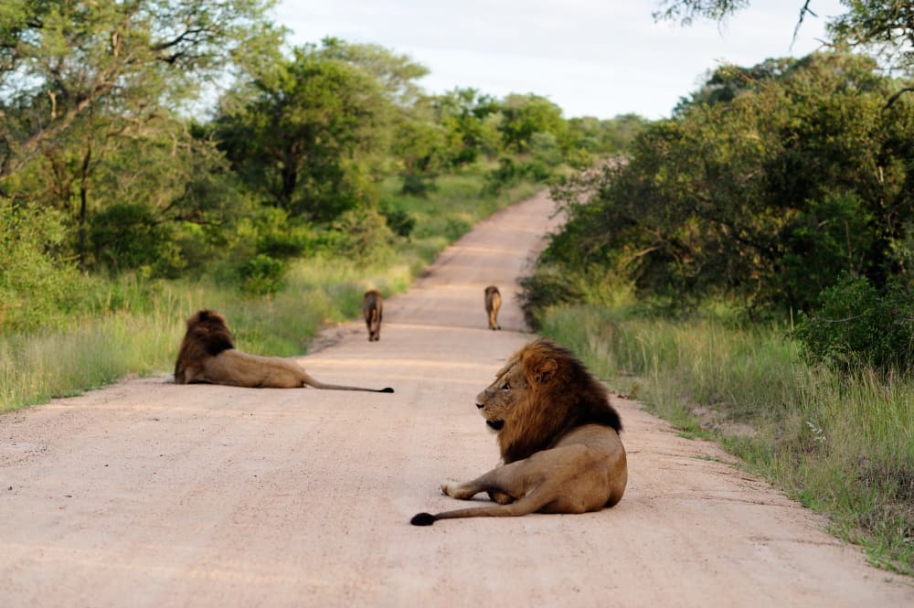 Kenya Safari Discovery — photo 6