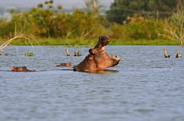 Lake Naivasha – A Scenic Escape in the Great Rift Valley