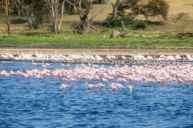 Lake Nakuru National Park – Wildlife and Flamingo Paradise