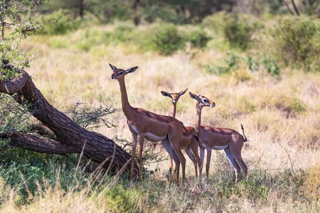 Samburu National Reserve – Kenya's Untamed Wilderness