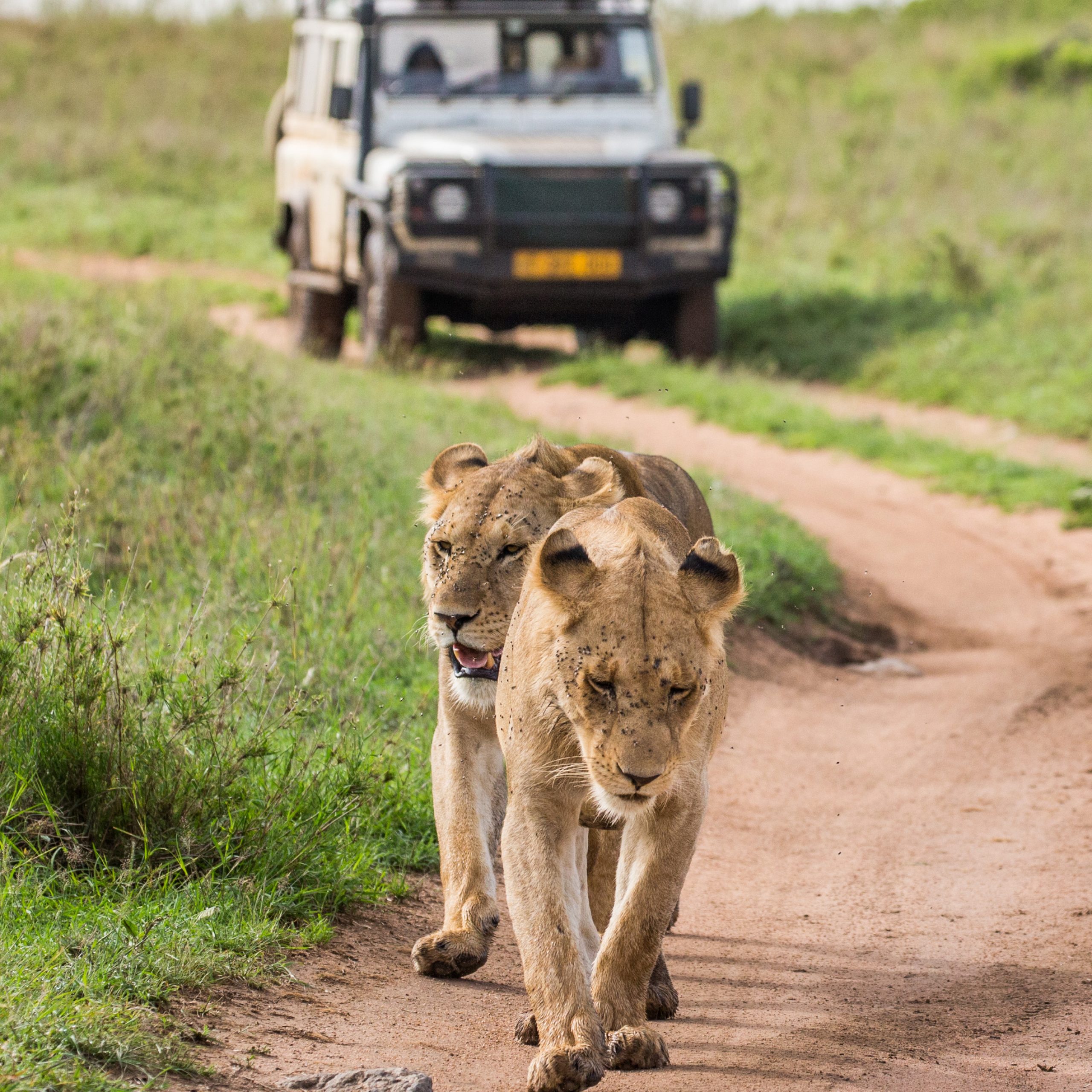 Day 3: Masai Mara - Full day spent game-viewing in the reserve